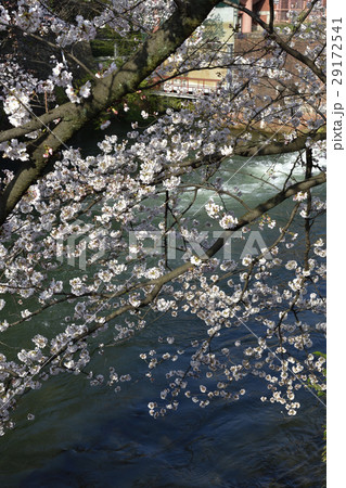 夷川水力発電所　桜並木 29172541