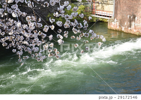 夷川水力発電所　桜並木 29172546