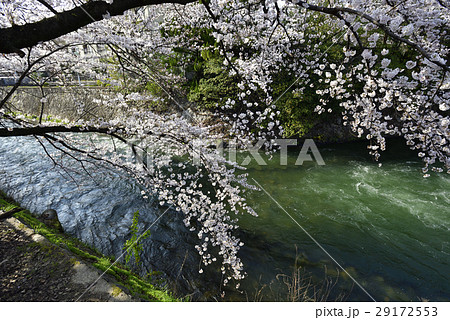 夷川水力発電所　桜並木 29172553
