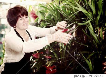 Seller tending yucca 29172645