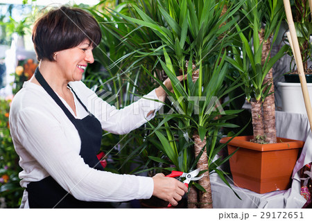 Woman seller tending yucca palm trees 29172651