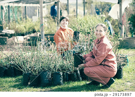 gardeners with roses sprouts in pots 29173897