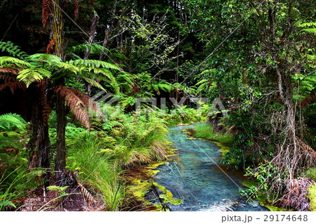 レッドウッド森林公園 29174648