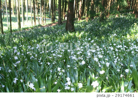 シャガの群落 29174661