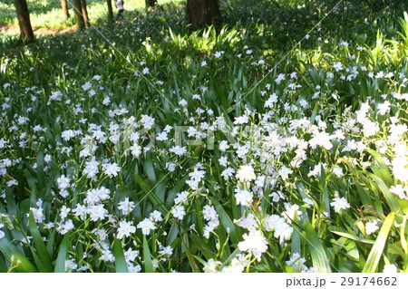 シャガの群落 29174662