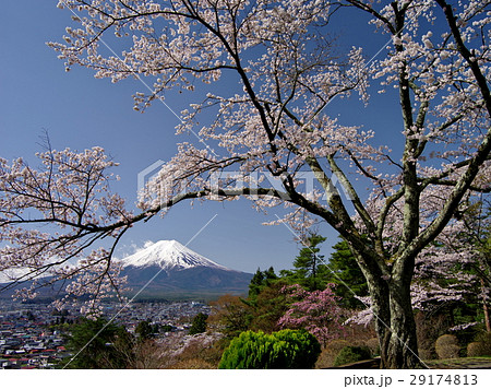 桜咲く 桜咲く 29174813
