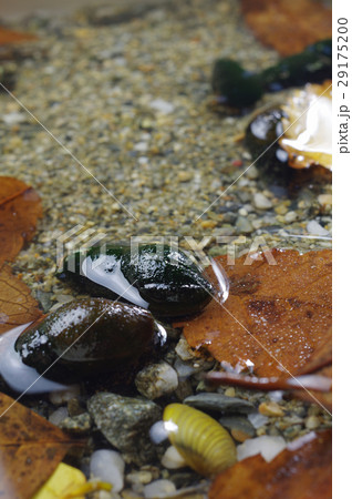 水中のカワニナの写真素材