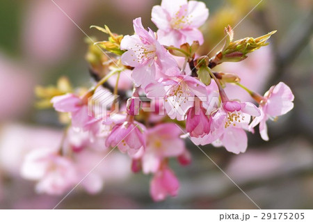 河津桜 河津桜 29175205