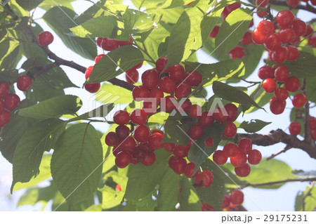 さくらんぼ 29175231