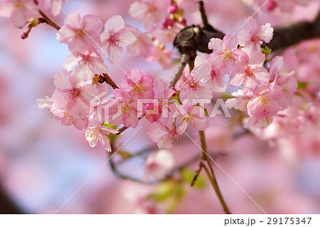 河津桜 29175347
