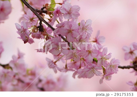 河津桜 29175353