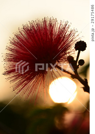 生物 クリーチャー 生き物 29175486