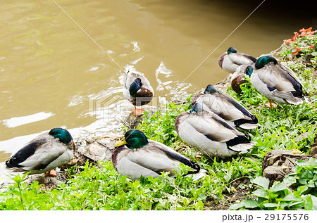 Mallard duck sleeping near a river Mallard duck sleeping near a river 29175576