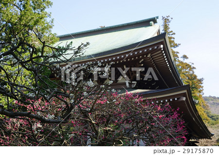 3月 鎌倉31梅と円覚寺 3月 鎌倉31梅と円覚寺 29175870