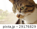 見つめる猫 29176829