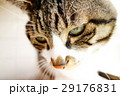にらむ猫 29176831