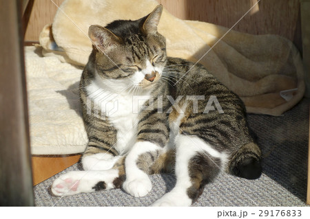 居眠りする猫 居眠りする猫 29176833