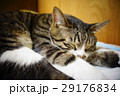 寝る猫 29176834