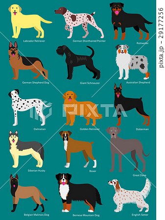 犬の種類　種名付き 29177256