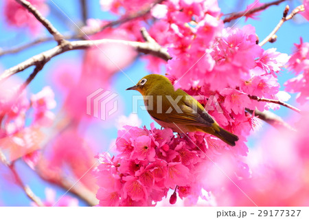 メジロと桜 メジロと桜 29177327