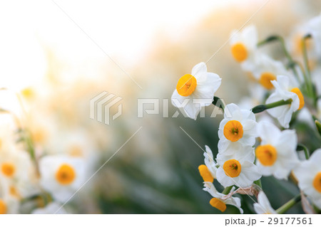 水仙の花 水仙の花 29177561