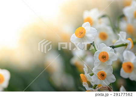 水仙の花 水仙の花 29177562