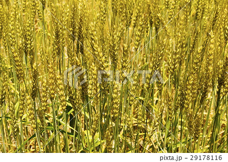 麦畑 初夏 麦畑 初夏 29178116