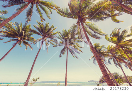 Tropical beach 29178230