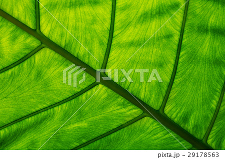 Close up Dumb cane leaf texture Close up Dumb cane leaf texture 29178563
