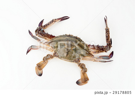 ワタリガニ 29178805