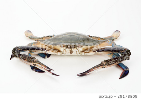 ワタリガニ 29178809