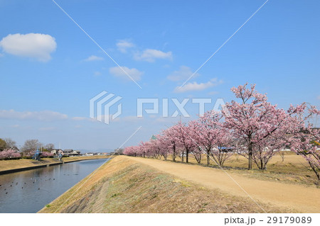 敷川千本桜(約1000本の河津桜、川東岸) 敷川千本桜(約1000本の河津桜、川東岸) 29179089