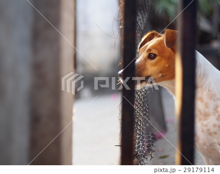 happy handsome Jack Russel terrier dog portraits 29179114