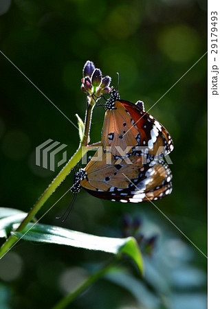 昆虫 虫 蟲 29179493