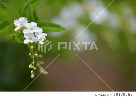植物 工場 プランツ 29179565