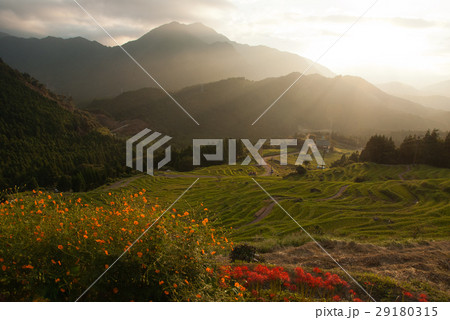 夕照の丸山千枚田 29180315