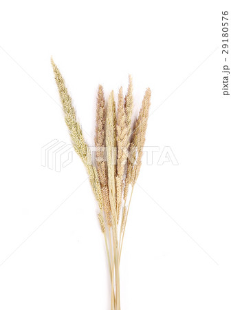 Ear of barley close up background Ear of barley close up background 29180576