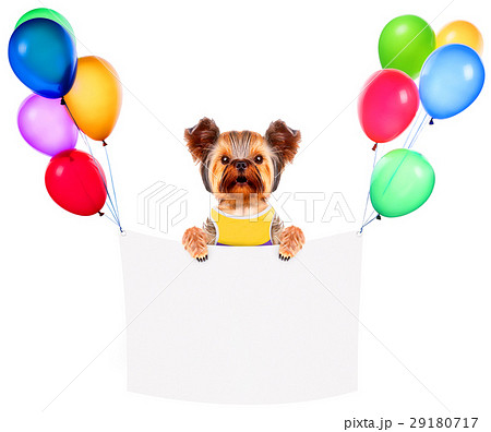 Funny dogs holding white banner and balloons Funny dogs holding white banner and balloons 29180717