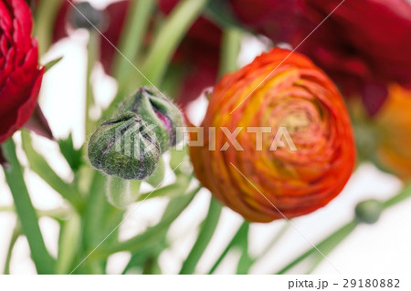 Ranunkulyus bouquet of red flowers on a white 29180882