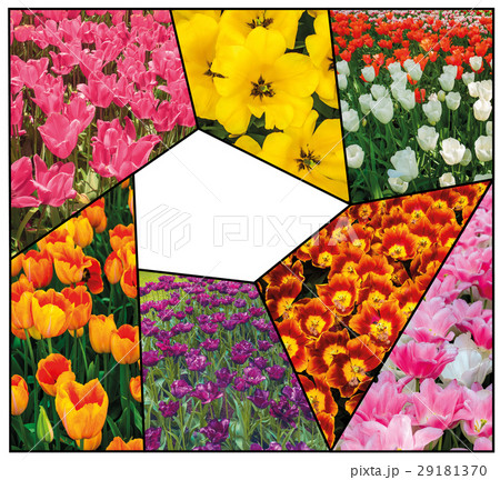 Tulip fields collage of different tulips Tulip fields collage of different tulips 29181370