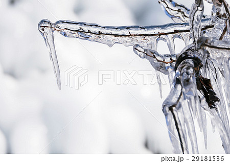 あしがくぼ 氷柱 あしがくぼ 氷柱 29181536