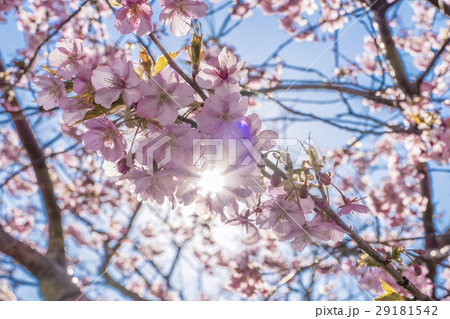 河津桜　河津町 29181542