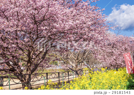 河津桜 河津町 河津桜 河津町 29181543