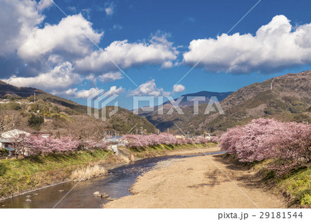河津桜　河津町 29181544