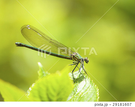 カワトンボ 29181607