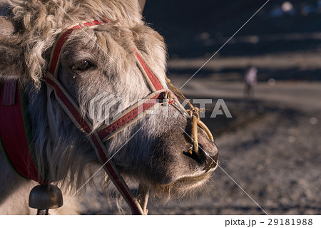 Yak close up, standing at lake       29181988