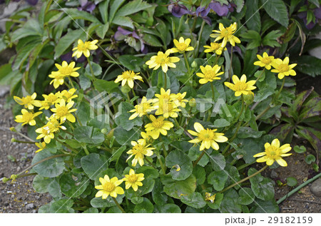ヒメリュウキンカ（姫立金花） 29182159