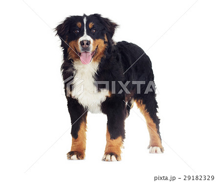 Bernese Mountain Dog 29182329