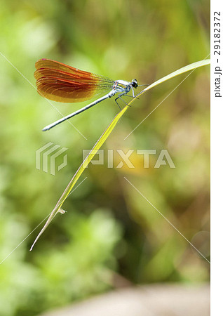 カワトンボ 29182372