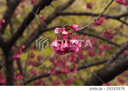 寒緋桜 29183876
